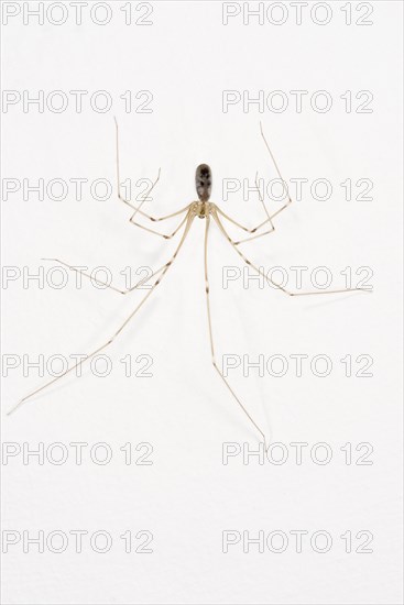 Long-legged Cellar Spider