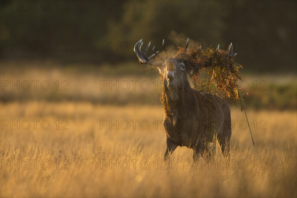 Red Deer