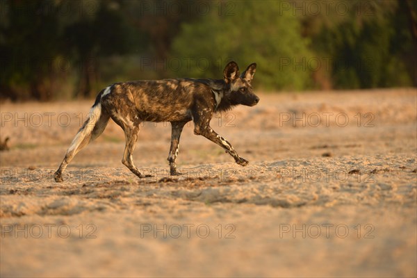 African Wild Dog