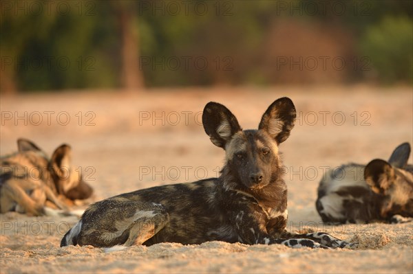 African Wild Dogs