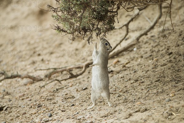 Southern Mountain Cavy