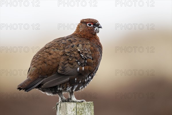 Red Grouse