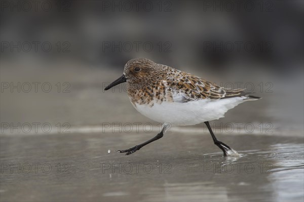 Sanderling