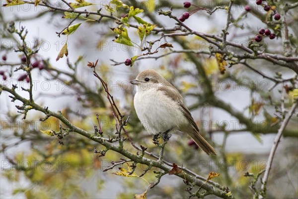 Isabelline Shrike