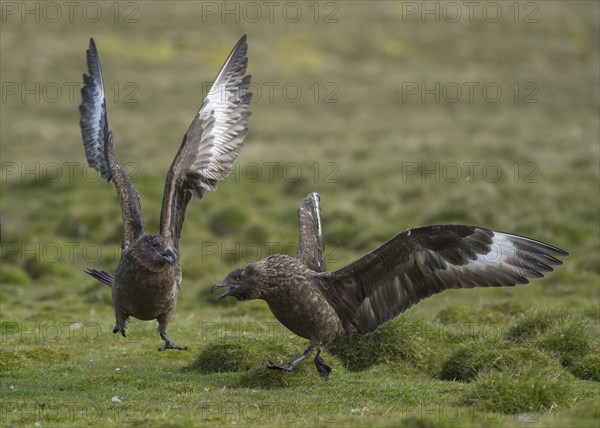 Great Skuas