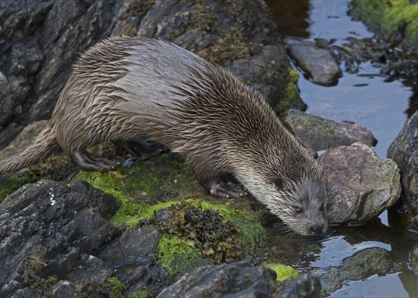 European Otter