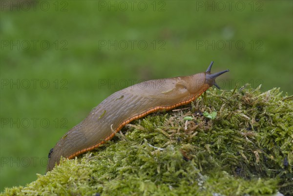 Red Slug