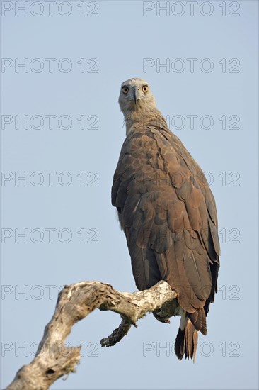 Grey-headed Fish-eagle