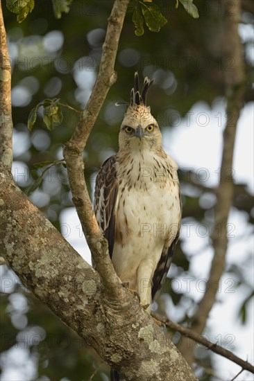 Changeable Hawk-eagle