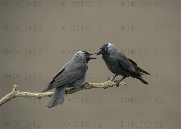 Jackdaw