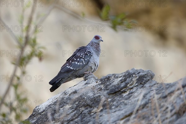 Speckled Pigeon