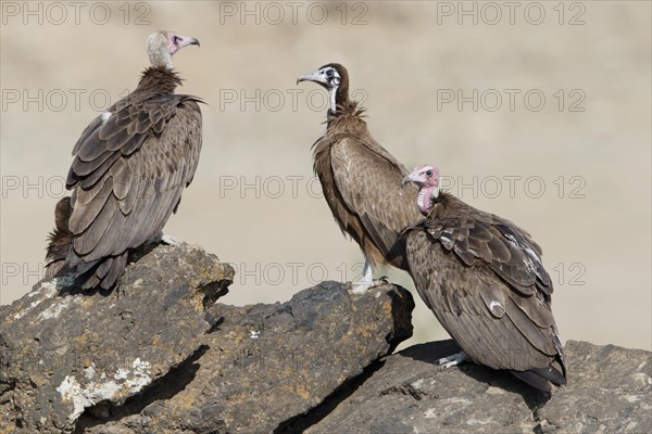 Hooded Vulture