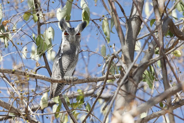 Northern White-faced Owl