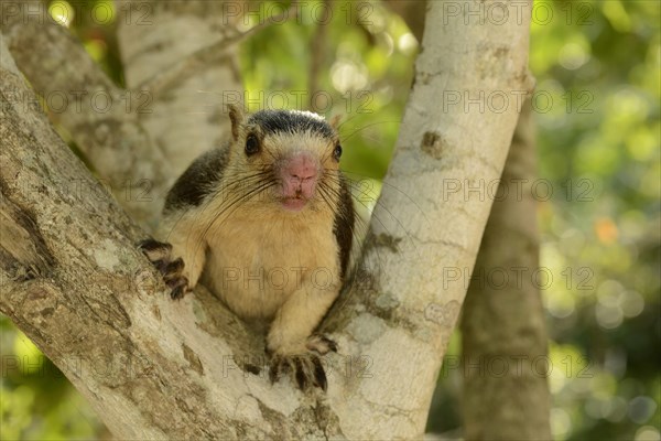 Grizzled Giant Squirrel