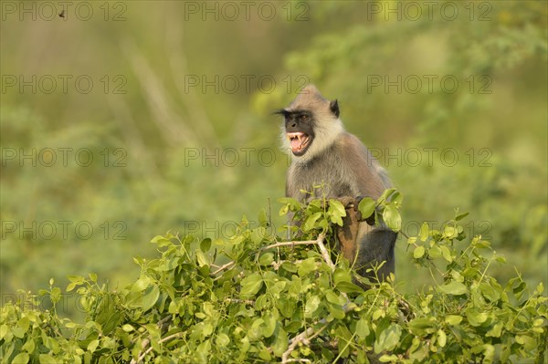 Tufted Grey Langur