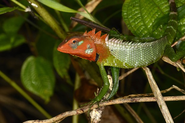 Common Green Forest Lizard