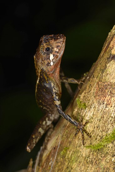 Brown-patched Kangaroo Lizard