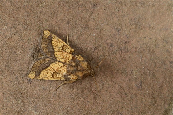 Frosted Orange Moth