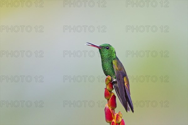 Copper-rumped Hummingbird