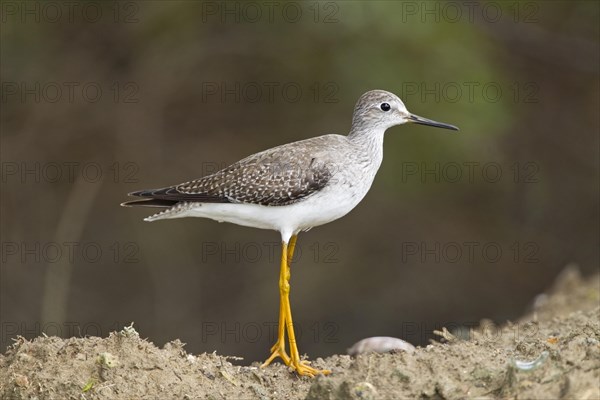 Lesser Yellowlegs