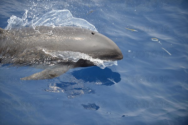 Melon-headed Whale