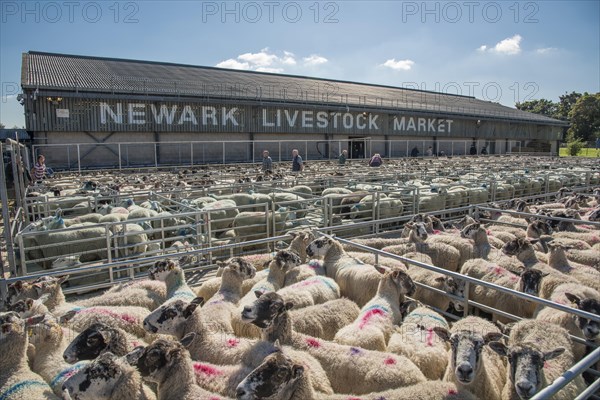 Domestic Sheep