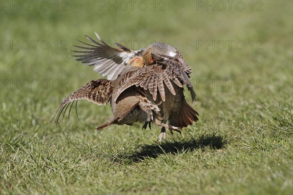 Grey Partridge