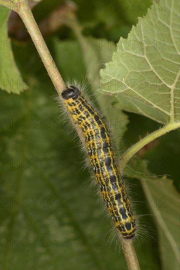 Buff-tip Moth