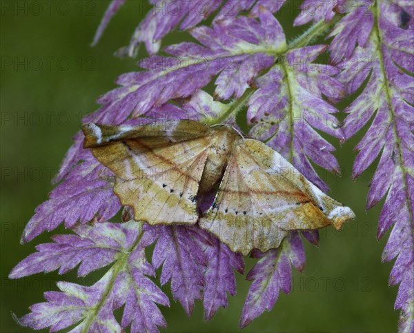 Lilac Beauty Moth