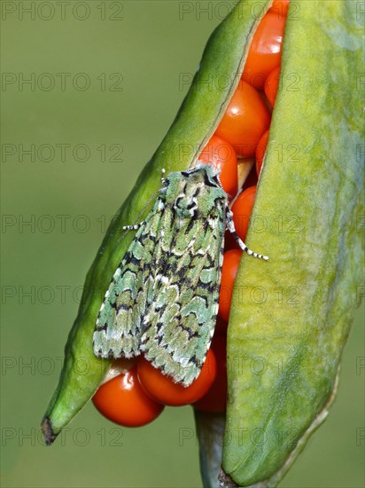 Merveille du Jour