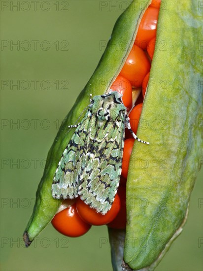 Merveille du Jour