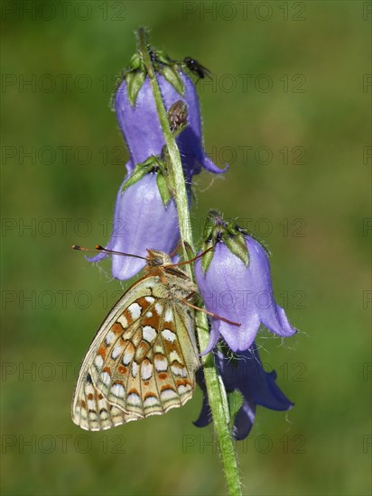 Niobe Fritillary