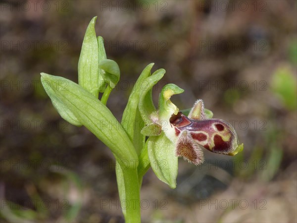 Endemic Cyprus Orchid