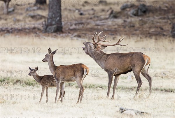 Red deer