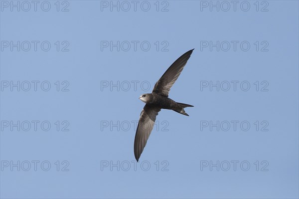 Common Swift