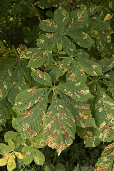 Horse chestnut leaf miner