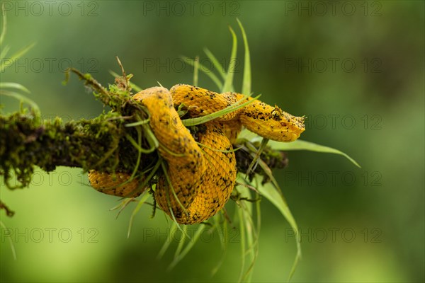 Eyelash Pit Viper