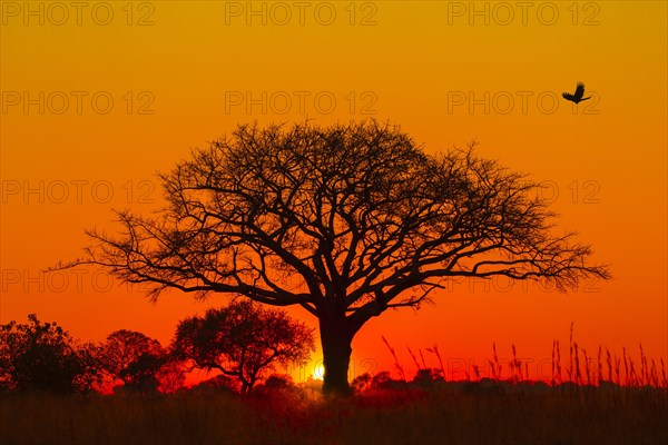 Silhouette of umbrella thorn acacia