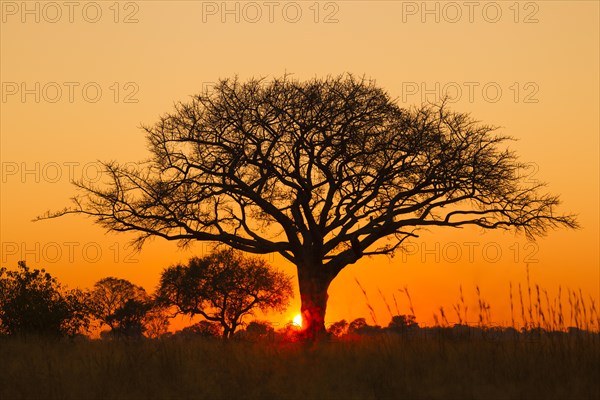 Silhouette of umbrella thorn acacia