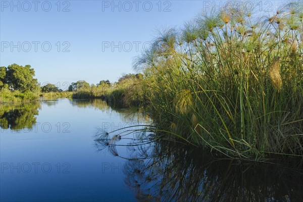 River and Papyrus