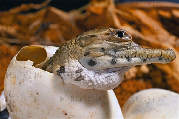 West African slender-snouted crocodile