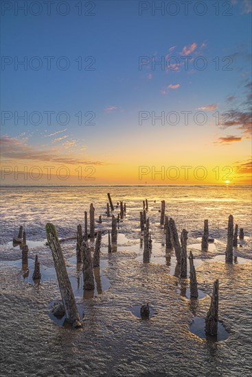 Old groynes in the North Sea at low tide