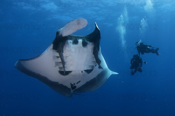 Pelagic manta ray