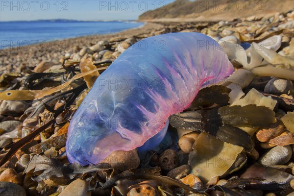 Portuguese Man of War