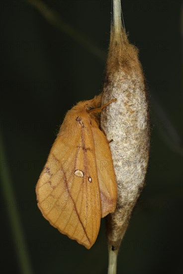 Drinker Moth