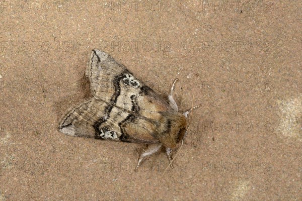 Figure of Eighty Moth