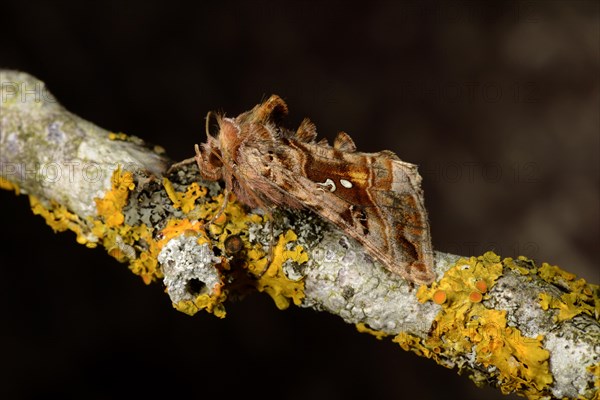 Beautiful Golden Y Moth