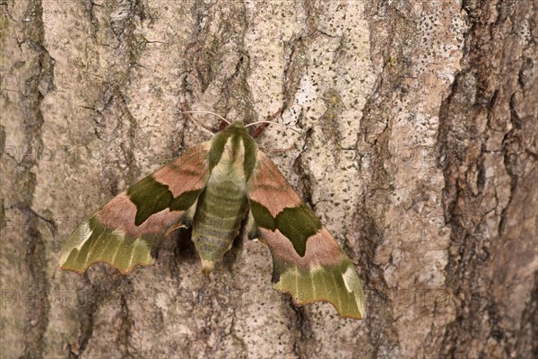 Lime Hawk Moth