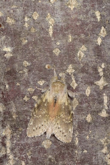 Lobster Moth