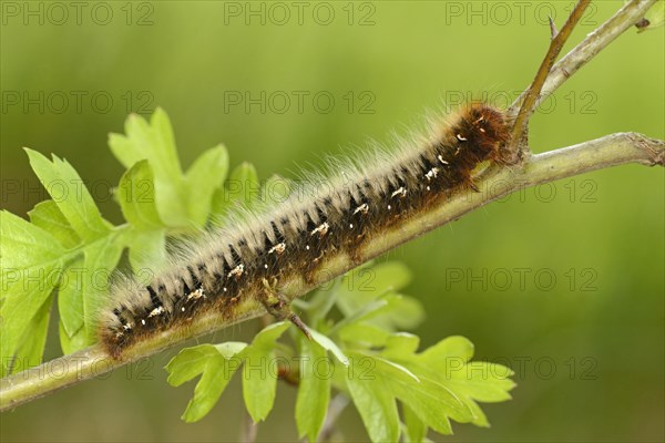 Oak Eggar Moth